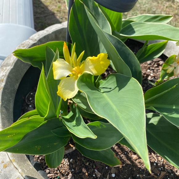 Meet your Posher, Suzanne - Picture 1 of 1